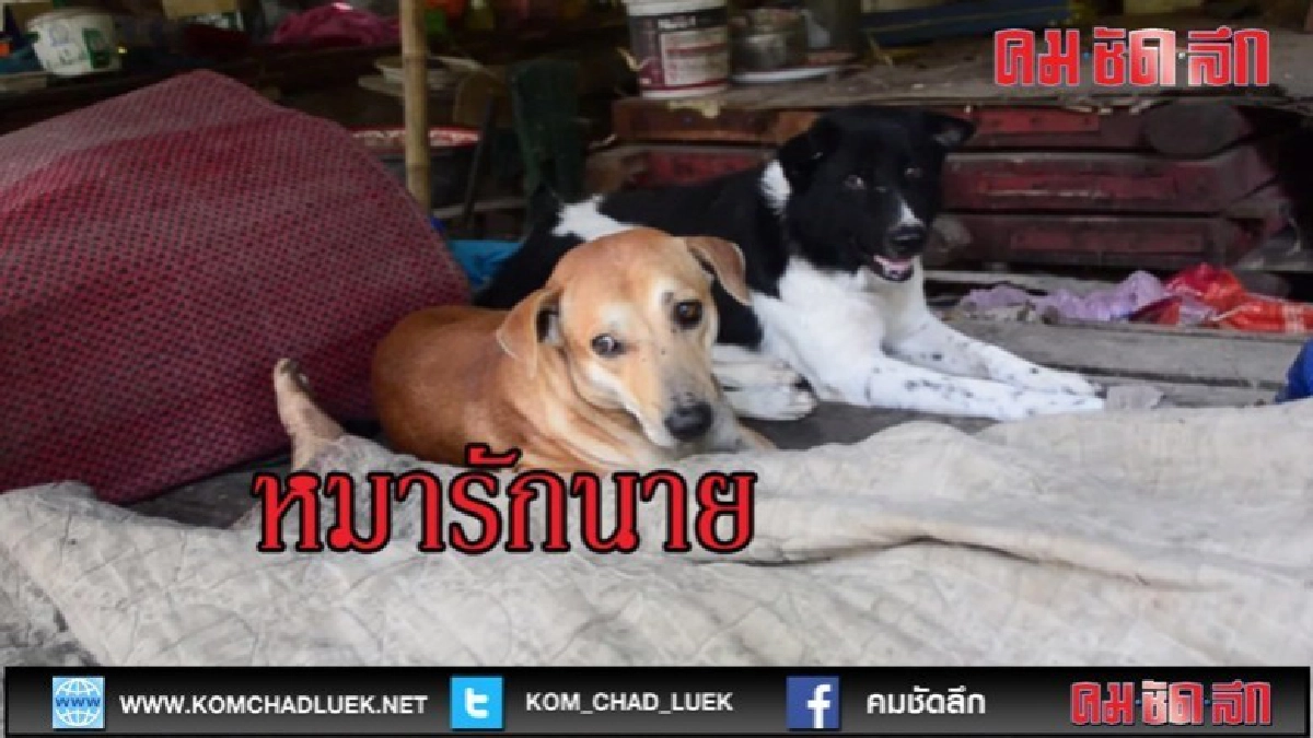 (คลิปข่าว)2 ตูบคู่ใจนั่งเฝ้าศพ