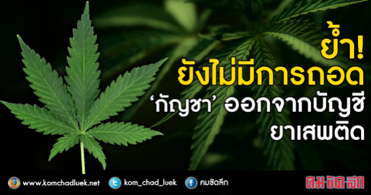 ย้ำ! ยังไม่มีการถอด "กัญชา" ออกจากบัญชียาเสพติด