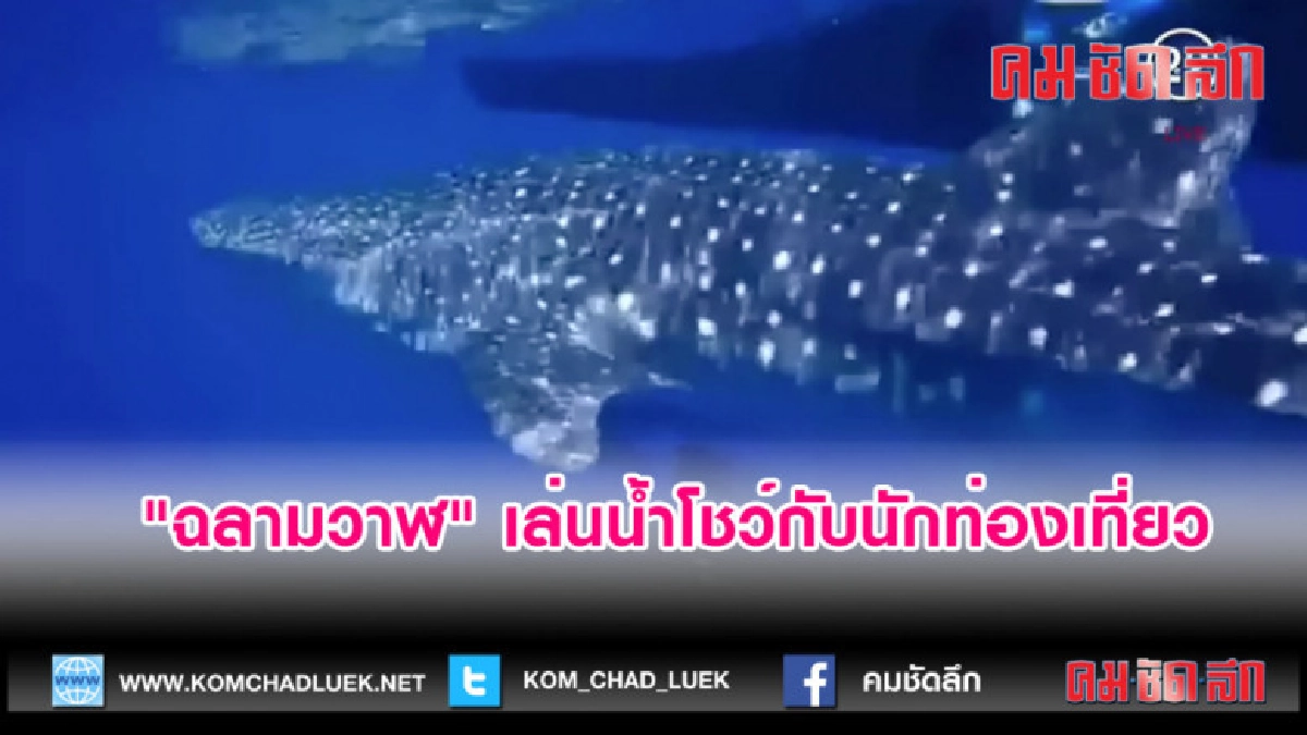 (คลิปข่าว)"ฉลามวาฬ" เล่นน้ำโชว์กับนักท่องเที่ยว