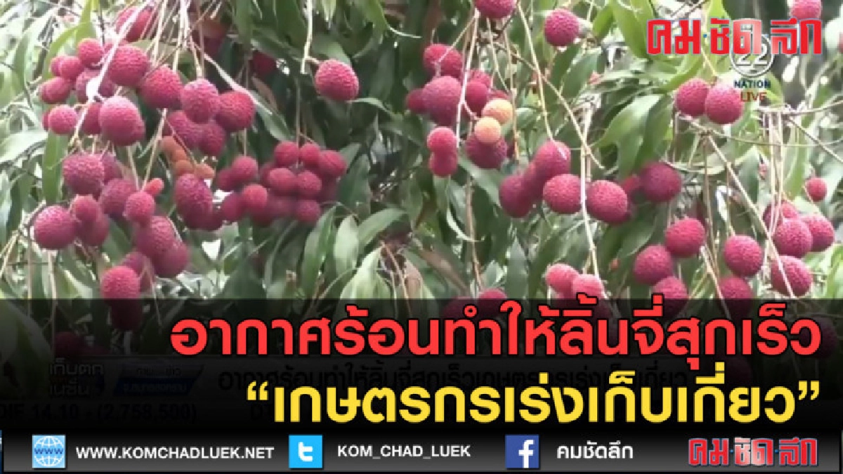 (คลิปข่าว)อากาศร้อนทำให้ลิ้นจี่สุกเร็ว เกษตรกรเร่งเก็บเกี่ยว