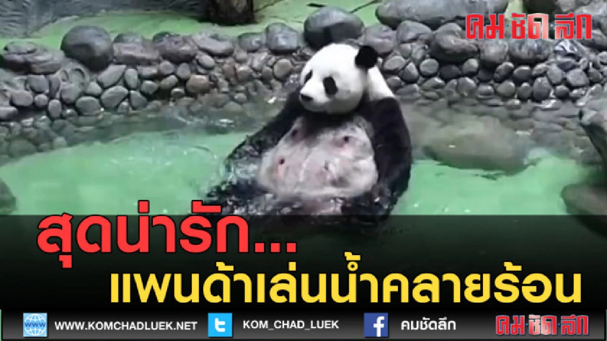 (คลิปข่าว) สุดน่ารัก...แพนด้าเล่นน้ำคลายร้อน (คลิปข่าว) สุดน่ารัก...แพนด้าเล่นน้ำคลายร้อน
