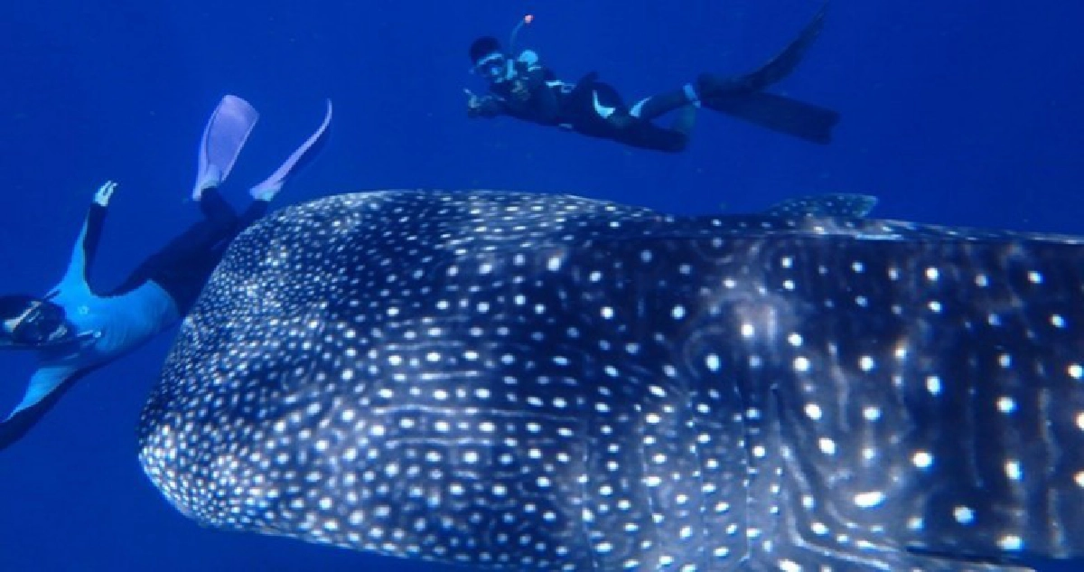 สุดน่ารัก !! 'ฉลามวาฬ' โผล่เล่นน้ำโชว์นักท่องเที่ยว