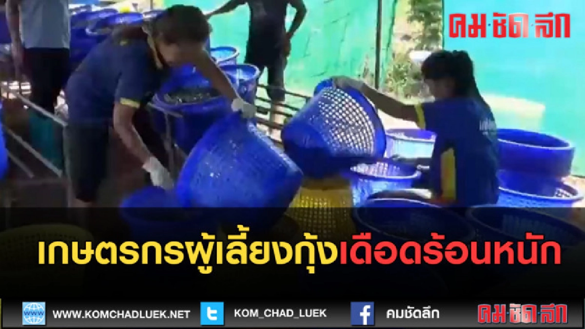 (คลิปข่าว) เกษตรกรผู้เลี้ยงกุ้งเดือดร้อนหนัก