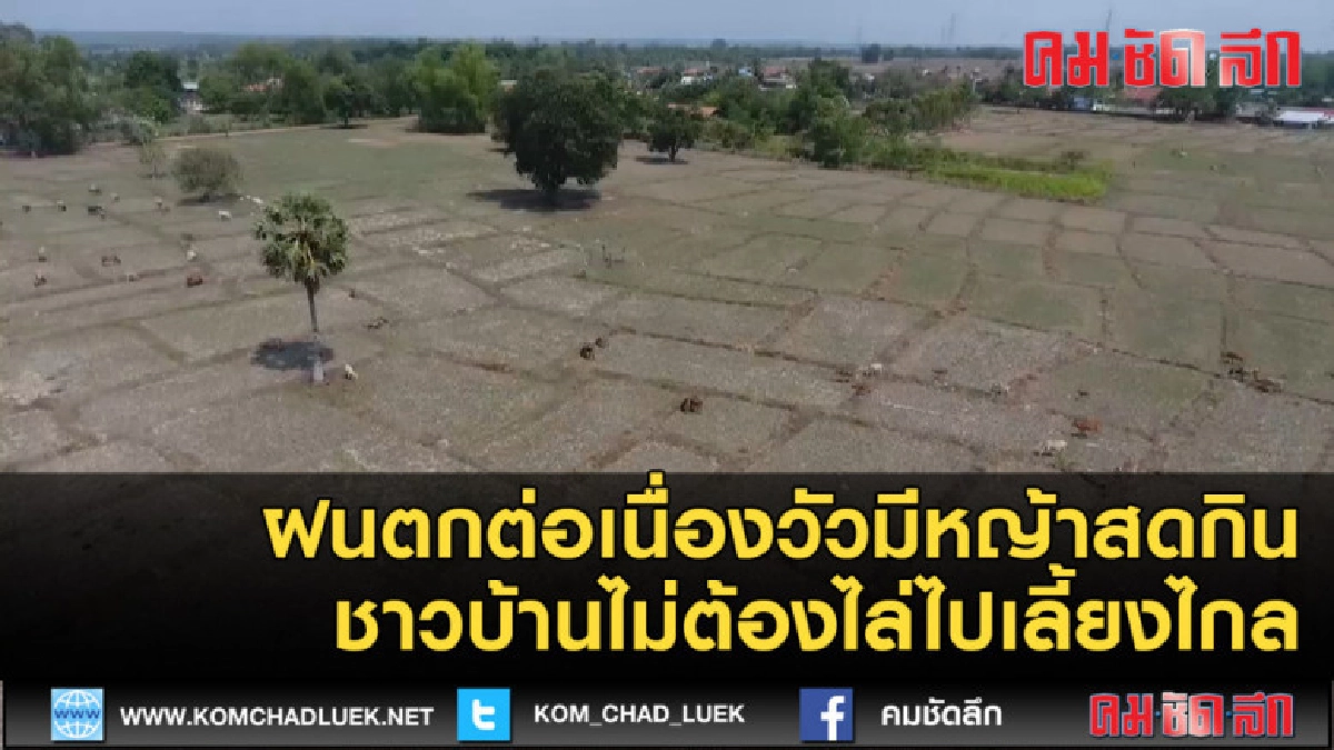 (คลิปข่าว) ฝนตกต่อเนื่องวัวมีหญ้าสดกินไม่ต้องไล่ไปเลี้ยงไกล (คลิปข่าว) ฝนตกต่อเนื่องวัวมีหญ้าสดกินไม่ต้องไล่ไปเลี้ยงไกล