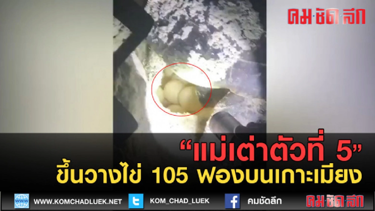 (คลิปข่าว) แม่เต่าตัวที่ 5 ขึ้นวางไข่ 105 ฟองบนเกาะเมียง (คลิปข่าว) แม่เต่าตัวที่ 5 ขึ้นวางไข่ 105 ฟองบนเกาะเมียง
