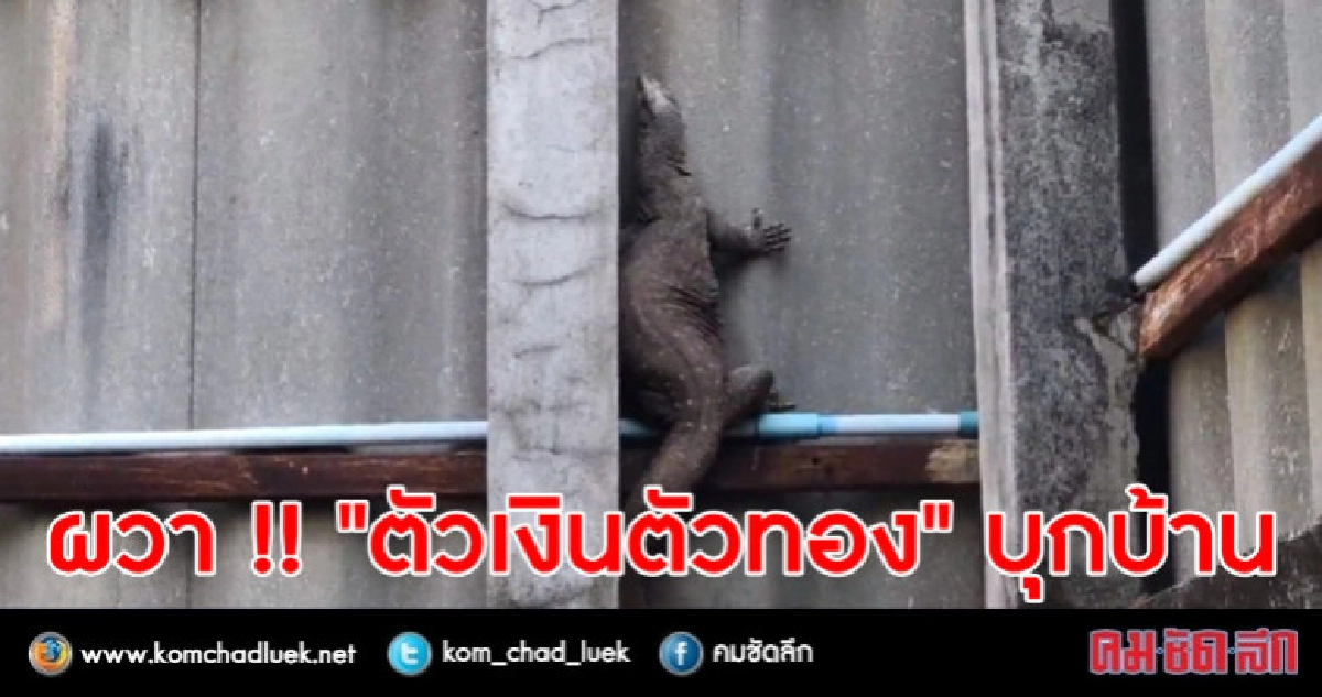 ผวา "ตัวเงินตัวทอง" บุกบ้าน !! ผวา "ตัวเงินตัวทอง" บุกบ้าน !!