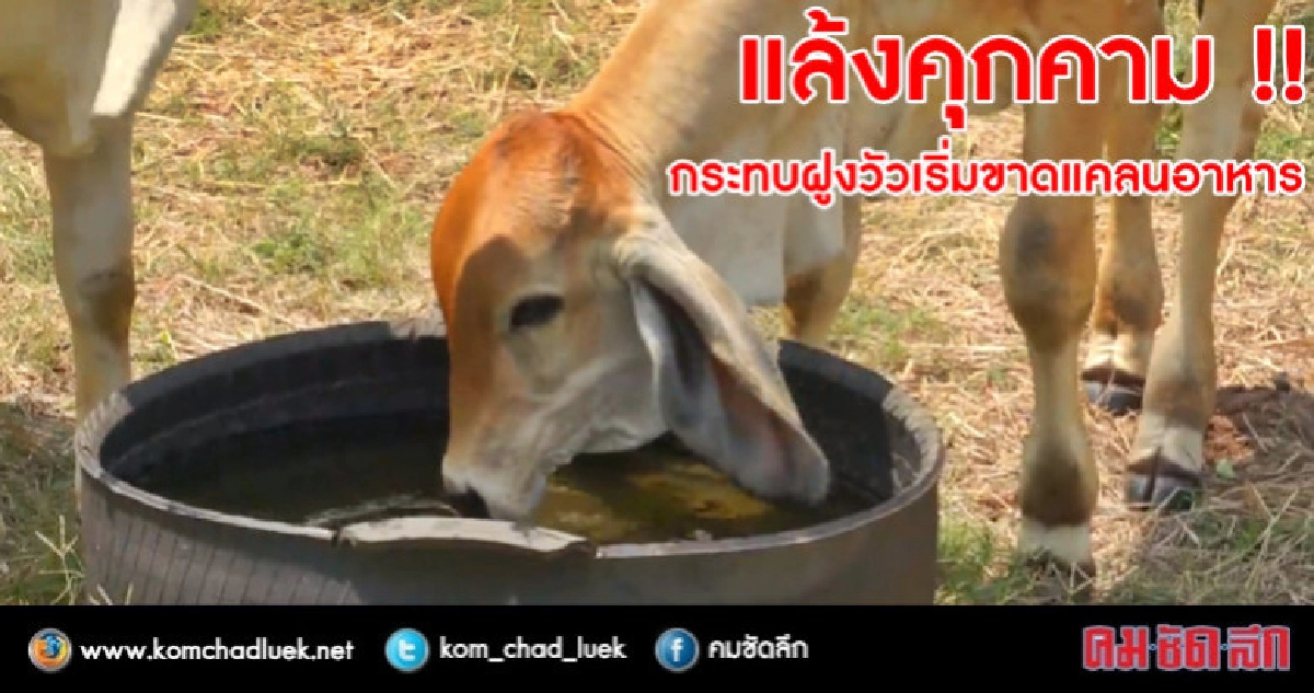 ภัยแล้ง !! กระทบฝูงวัวเริ่มขาดแคลนอาหาร ภัยแล้ง !! กระทบฝูงวัวเริ่มขาดแคลนอาหาร