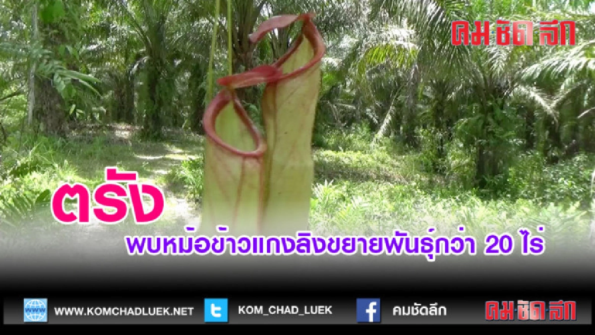 (คลิปข่าว)  พบหม้อข้าวแกงลิงขยายพันธุ์กว่า 20 ไร่