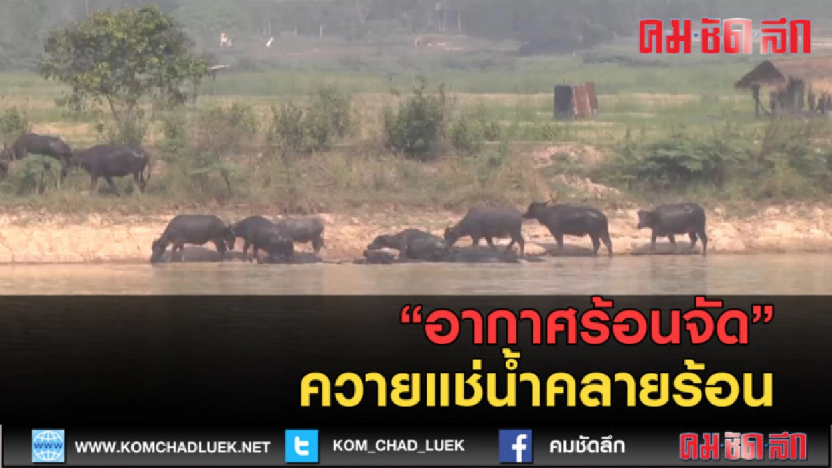 (คลิปข่าว)อากาศร้อนจัด! ควายแช่น้ำคลายร้อน (คลิปข่าว)อากาศร้อนจัด! ควายแช่น้ำคลายร้อน