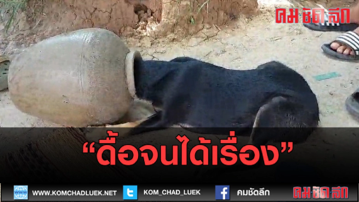 (คลิปข่าว) หมาน้อยเล่นซนจนหัวติดไห