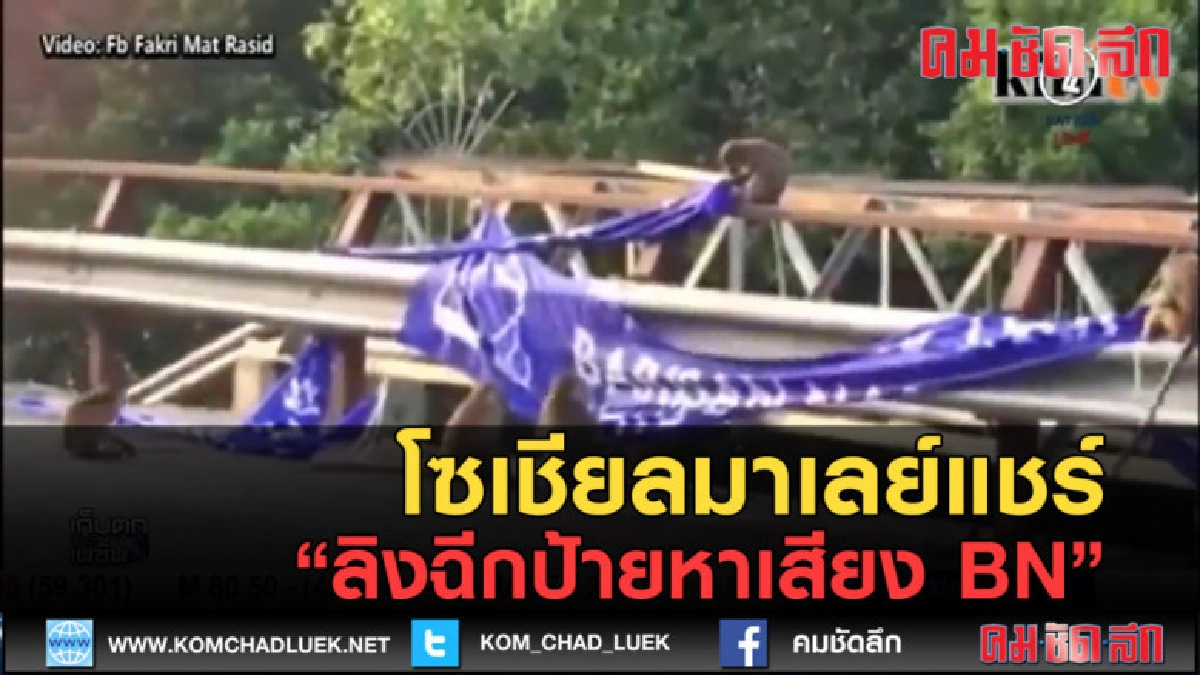 (คลิปข่าว) โซเชียลมาเลย์แชร์ลิงฉีกป้ายหาเสียง BN (คลิปข่าว) โซเชียลมาเลย์แชร์ลิงฉีกป้ายหาเสียง BN