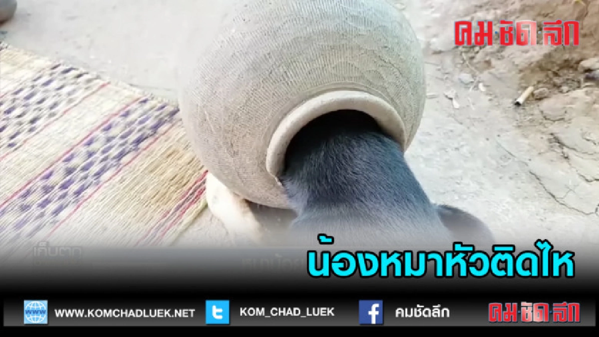 (คลิปข่าว)หัวหมาน้อยติดไหปลาร้า พึ่งกู้ภัยช่วยเอาออก