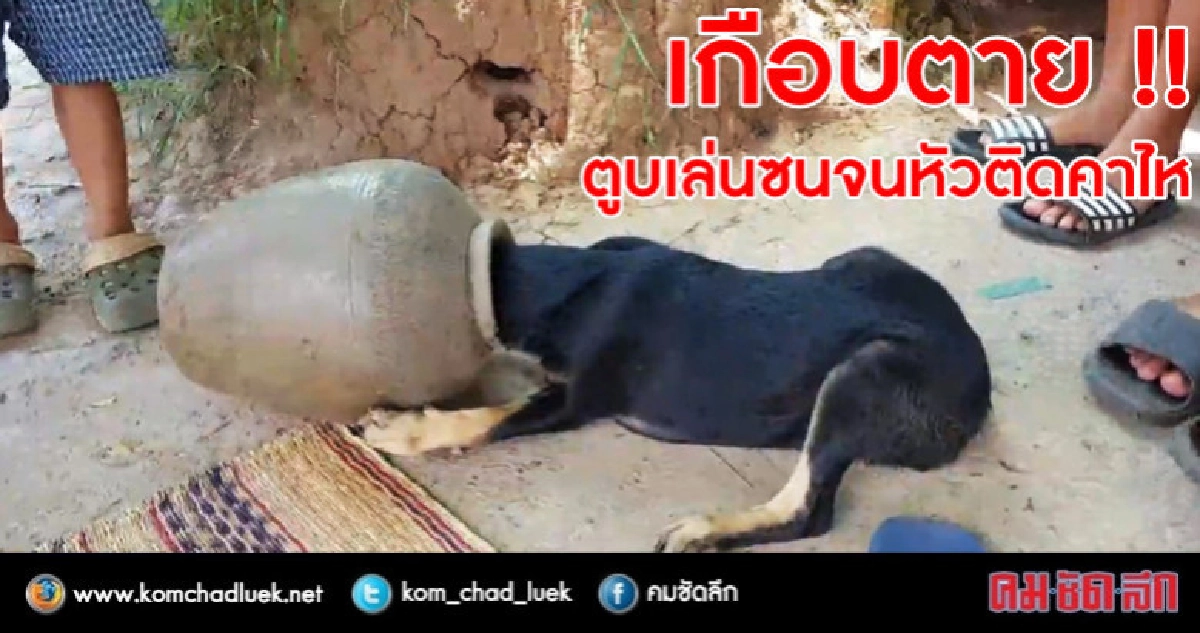 เกือบตาย !! ตูบเล่นซนจนหัวติดคาไห