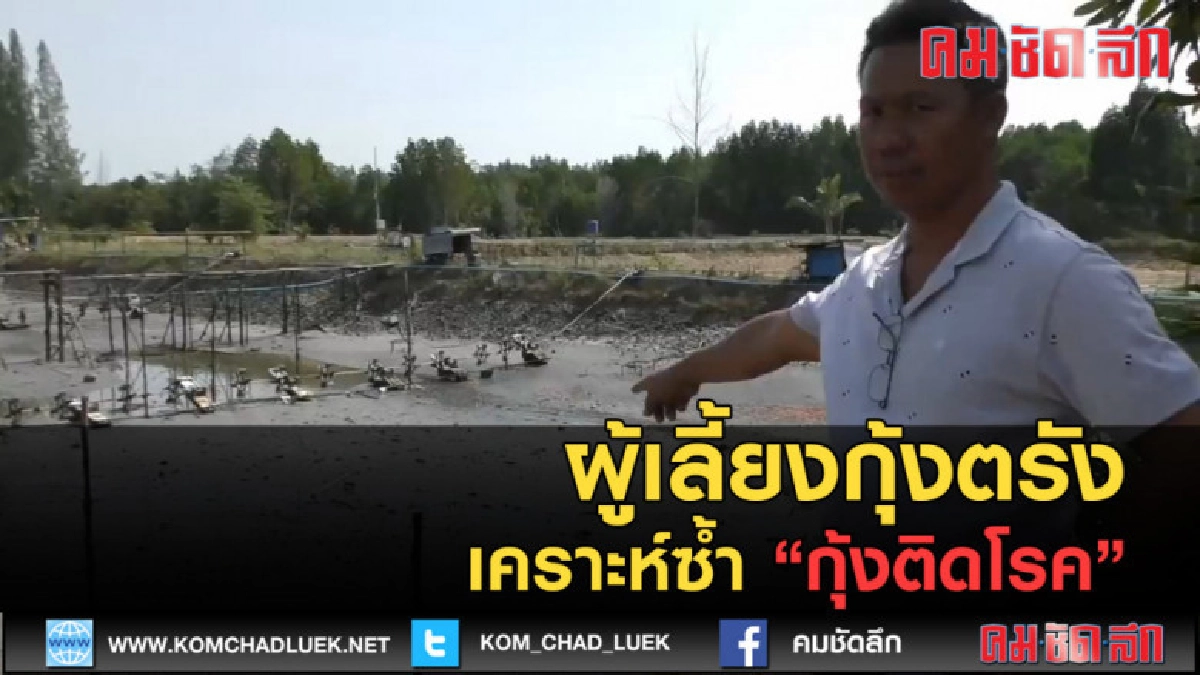 (คลิปข่าว) ผู้เลี้ยงกุ้งตรัง เคราะห์ซ้ำ กุ้งติดโรค