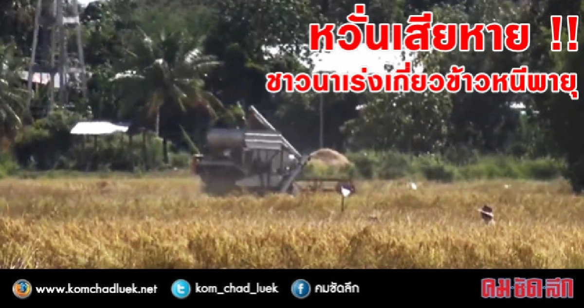 ชาวนาหนองคายเร่งเกี่ยวข้าวหนีพายุ !! ชาวนาหนองคายเร่งเกี่ยวข้าวหนีพายุ !!