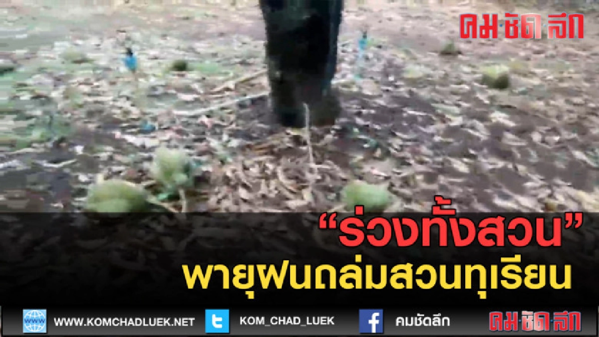 (คลิปข่าว) พายุฤดูร้อนถล่มสวนทุเรียนร่วงทั้งสวน (คลิปข่าว) พายุฤดูร้อนถล่มสวนทุเรียนร่วงทั้งสวน