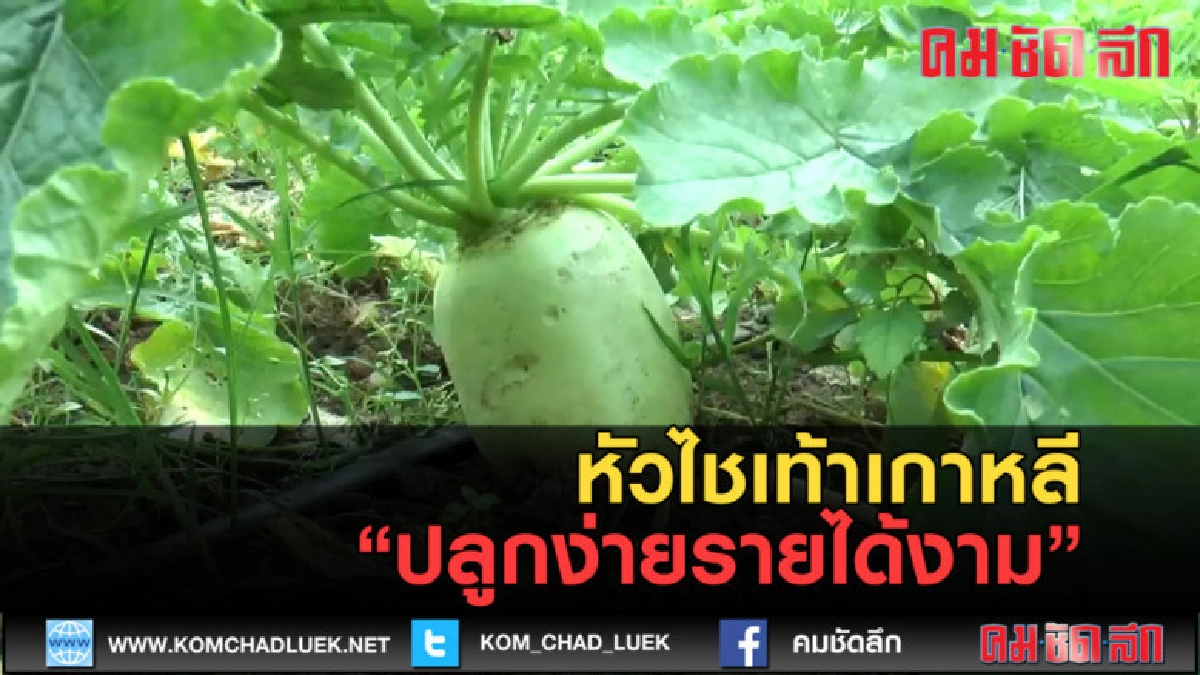 (คลิปข่าว) หัวไชเท้าเกาหลีปลูกง่ายรายได้งาม