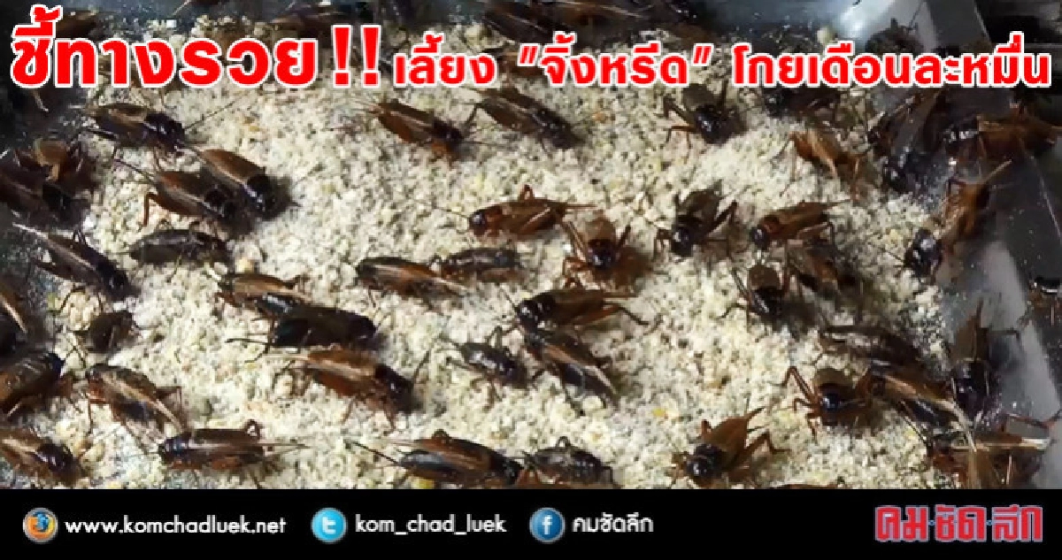 หนุ่มพะเยาเลี้ยง "จิ้งหรีด" สร้างรายได้