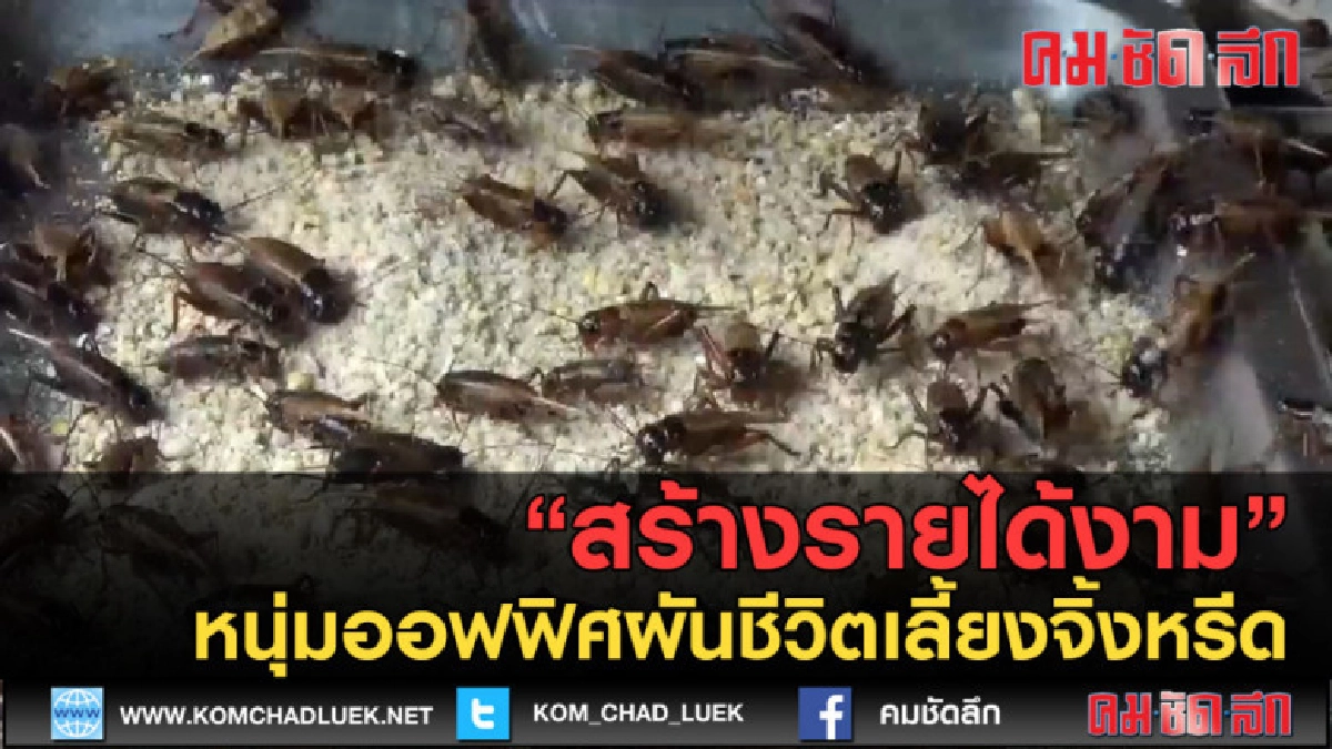 (คลิปข่าว) หนุ่มออฟฟิศผันชีวิตเลี้ยงจิ้งหรีด สร้างรายได้งาม (คลิปข่าว) หนุ่มออฟฟิศผันชีวิตเลี้ยงจิ้งหรีด สร้างรายได้งาม