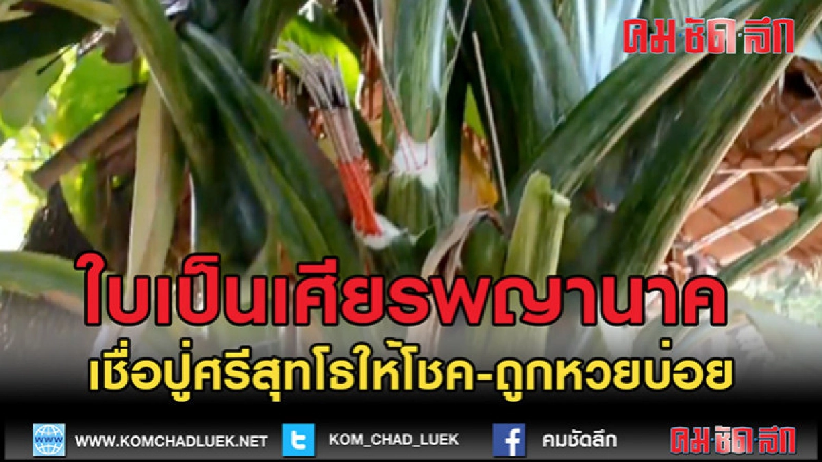(คลิปข่าว)คอหวยอย่าพลาดดู เจ้าของยันถูกหวยบ่อย