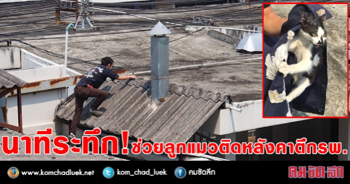 นาทีระทึก !! ช่วยลูกแมวติดหลังคาตึกรพ.