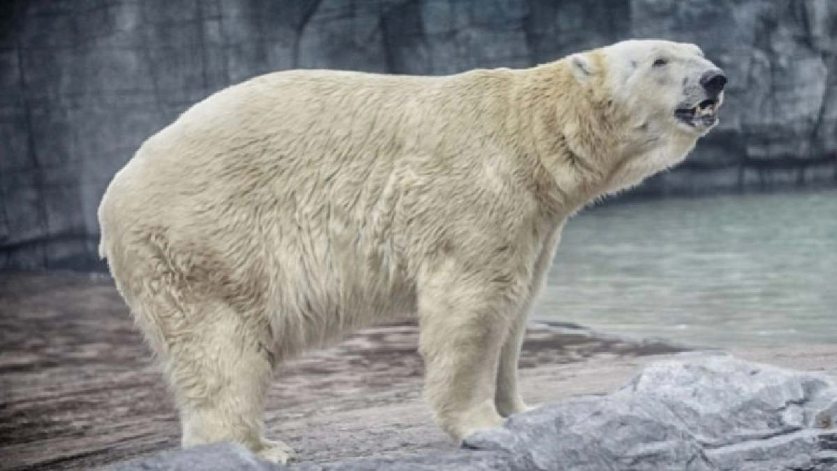 เศร้าทั้งสิงคโปร์ ตัดใจจบชีวิต"อินูกา"หมีขาวขั้วโลก เศร้าทั้งสิงคโปร์ ตัดใจจบชีวิต"อินูกา"หมีขาวขั้วโลก