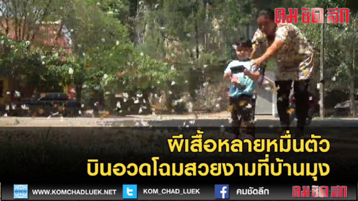(คลิปข่าว) ผีเสื้อหลายหมื่นตัวบินอวดโฉมสวยงาม (คลิปข่าว) ผีเสื้อหลายหมื่นตัวบินอวดโฉมสวยงาม