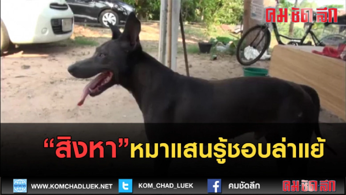 (คลิปข่าว) "สิงหา" หมาแสนรู้ชอบล่าแย้
