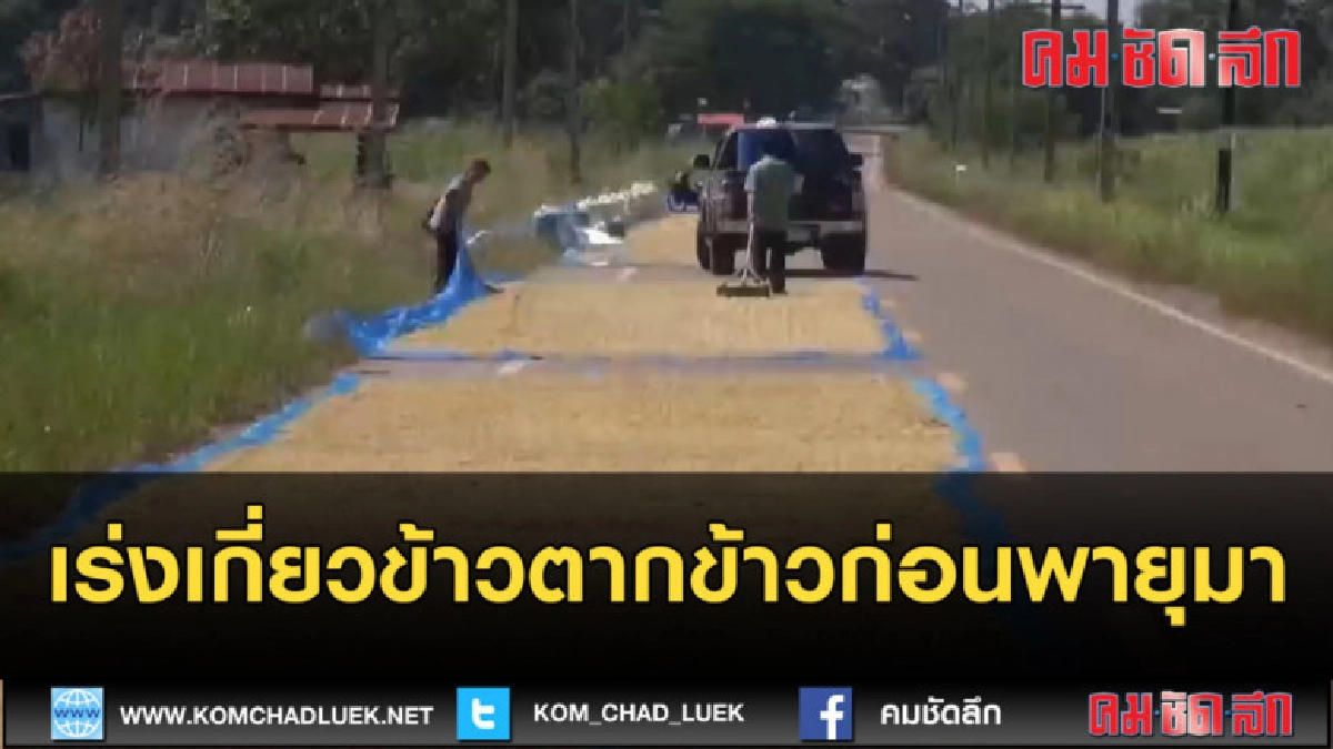 (คลิปข่าว) เร่งเกี่ยวข้าว ตากข้าวก่อนพายุฤดูร้อนมา (คลิปข่าว) เร่งเกี่ยวข้าว ตากข้าวก่อนพายุฤดูร้อนมา