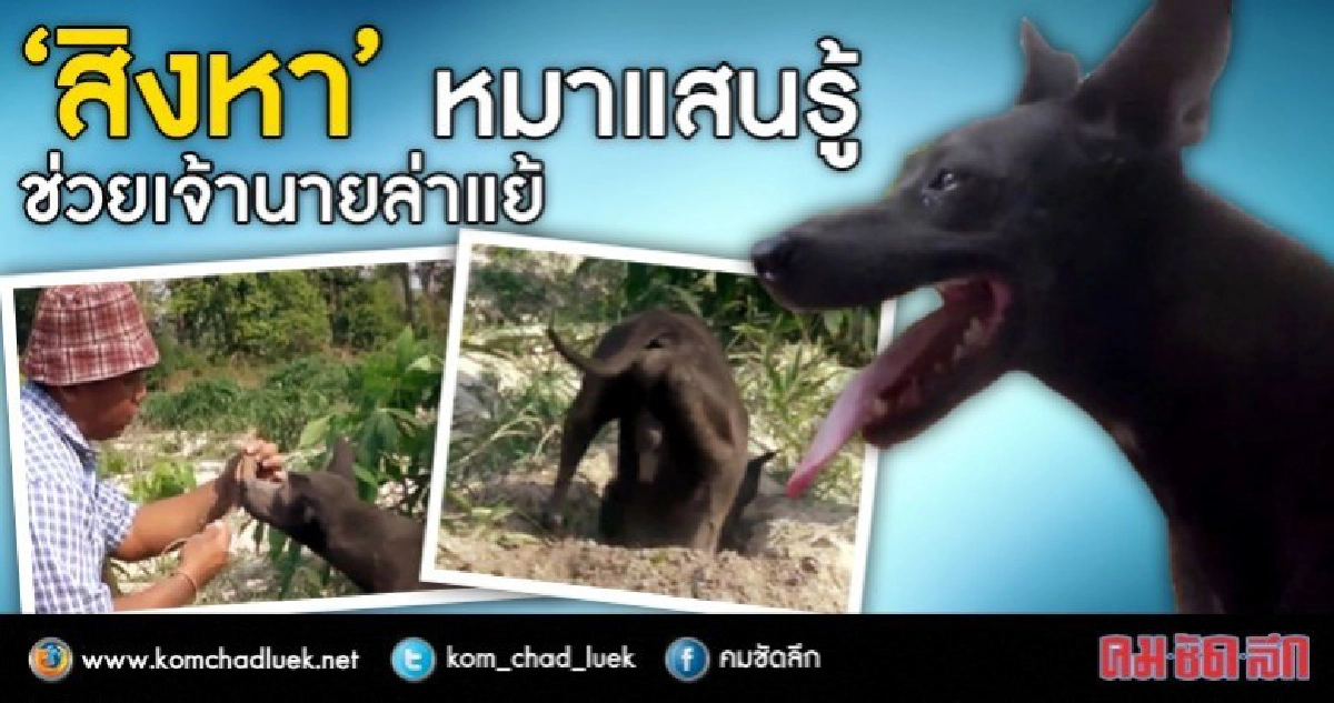'สิงหา' หมาแสนรู้ช่วยเจ้านายล่าแย้