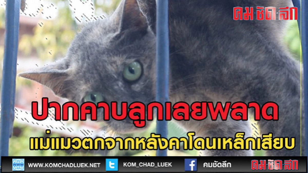 (คลิปข่าว)แม่แมวมัวคาบลูกเลยร่วงหลังคา (คลิปข่าว)แม่แมวมัวคาบลูกเลยร่วงหลังคา
