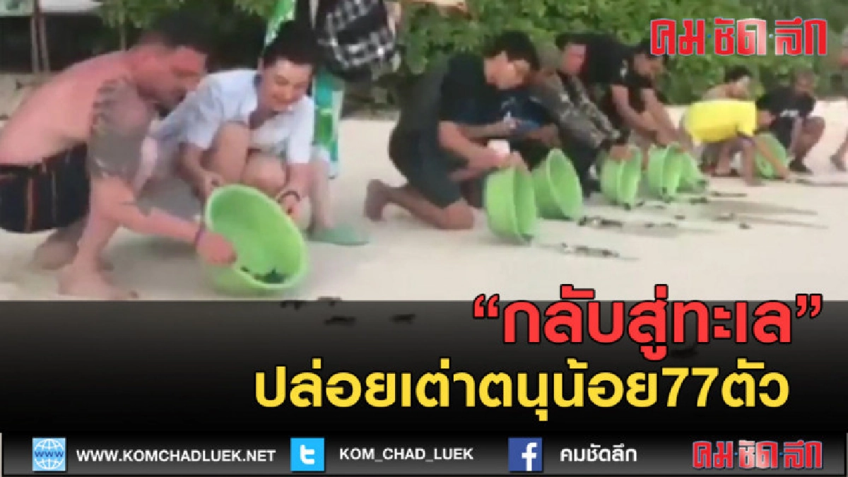 (คลิปข่าว) ปล่อยเต่าตนุน้อย77ตัว กลับสู่ทะเล (คลิปข่าว) ปล่อยเต่าตนุน้อย77ตัว กลับสู่ทะเล