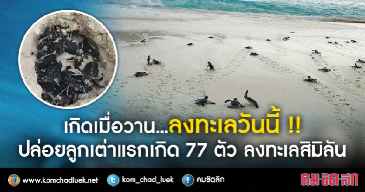 น่ารัก!! คลิปลูกเต่าแรกเกิด 77 ตัว ปล่อยลงทะเลสิมิลันแล้ว น่ารัก!! คลิปลูกเต่าแรกเกิด 77 ตัว ปล่อยลงทะเลสิมิลันแล้ว