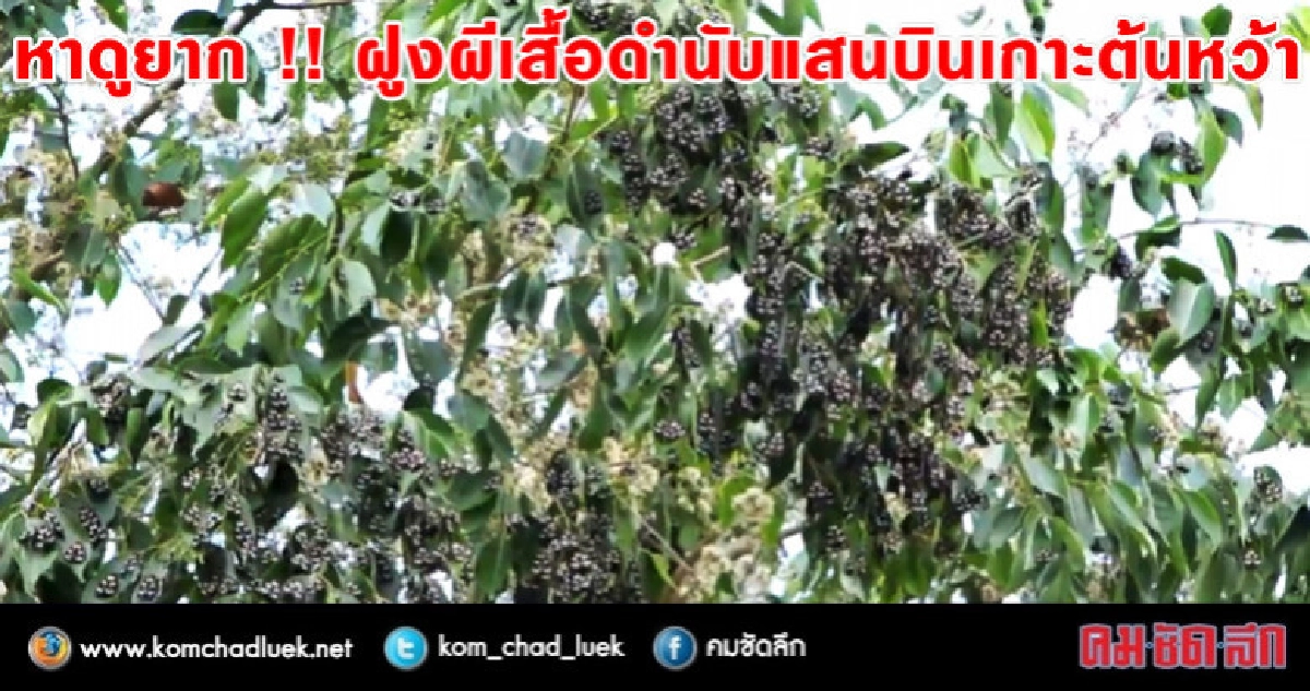 ฮือฮา !! ฝูงผีเสื้อดำนับแสนบินเกาะต้นหว้า ฮือฮา !! ฝูงผีเสื้อดำนับแสนบินเกาะต้นหว้า