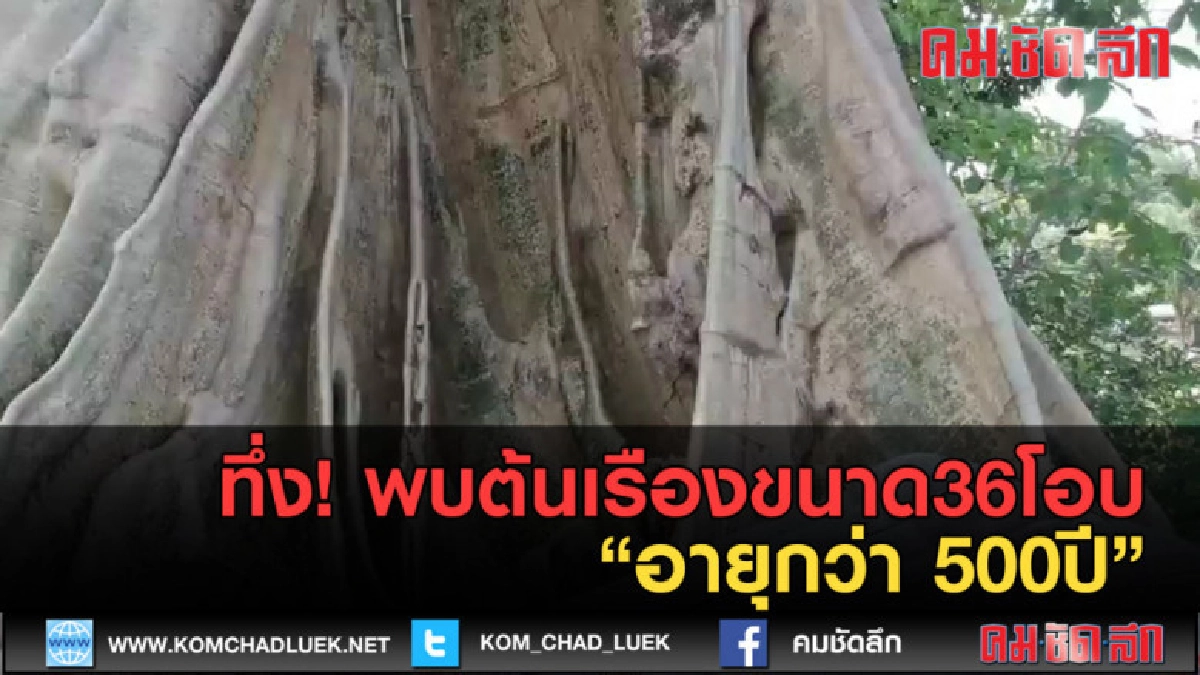 (คลิปข่าว) ทึ่ง!พบต้นเรืองขนาด 36โอบ อายุกว่า 500ปี (คลิปข่าว) ทึ่ง!พบต้นเรืองขนาด 36โอบ อายุกว่า 500ปี