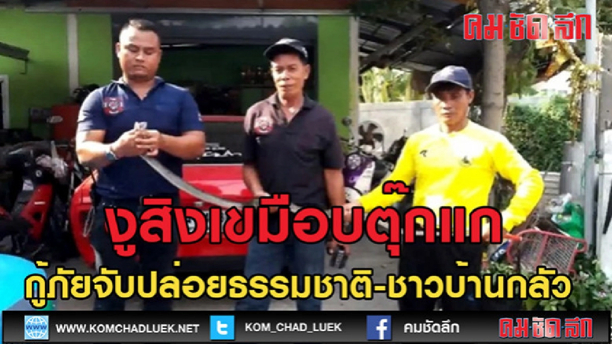 (คลิปข่าว)งูสิงหิวโซเลื้อยเข้าบ้านเขมือบตุ๊กแก