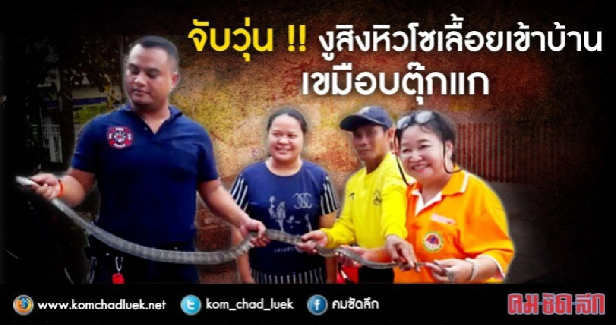 จับวุ่น !! งูสิงหิวโซเลื้อยเข้าบ้านเขมือบตุ๊กแก จับวุ่น !! งูสิงหิวโซเลื้อยเข้าบ้านเขมือบตุ๊กแก