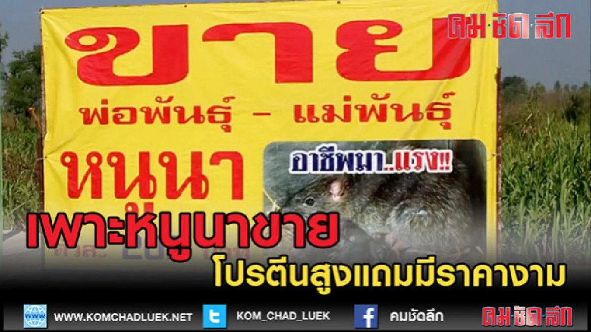 (คลิปข่าว)นครสวรรค์ เพาะหนูนาขายรายได้ดี (คลิปข่าว)นครสวรรค์ เพาะหนูนาขายรายได้ดี