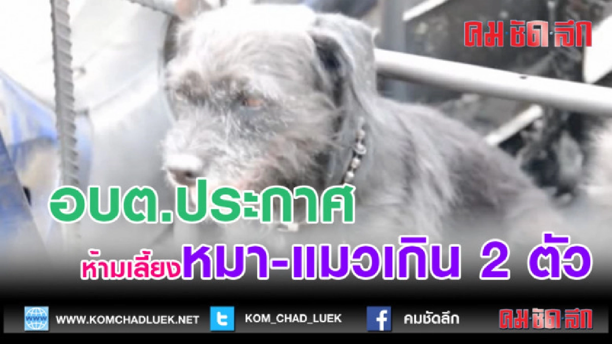 (คลิปข่าว)อบต.ประกาศ ห้ามเลี้ยงหมา-แมวเกิน 2 ตัว