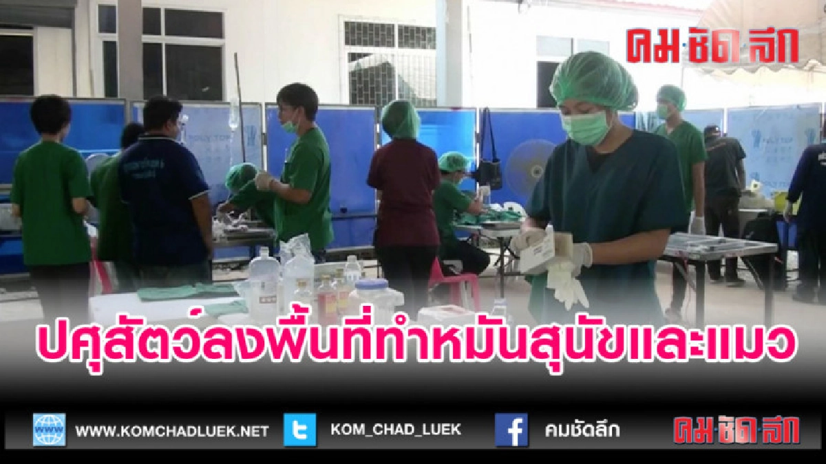 (คลิปข่าว)ปศุสัตว์ลงพื้นที่ทำหมันสุนัขและแมว (คลิปข่าว)ปศุสัตว์ลงพื้นที่ทำหมันสุนัขและแมว