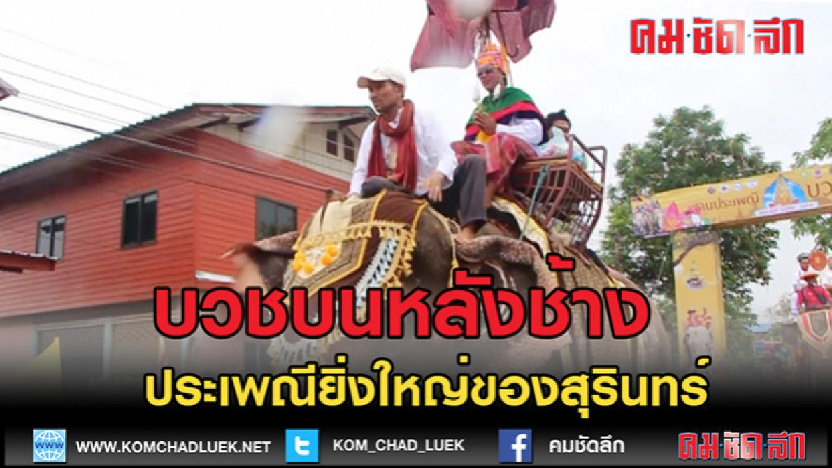 (คลิปข่าว)คึกคักบวชนาคช้างกว่า40 เชือก