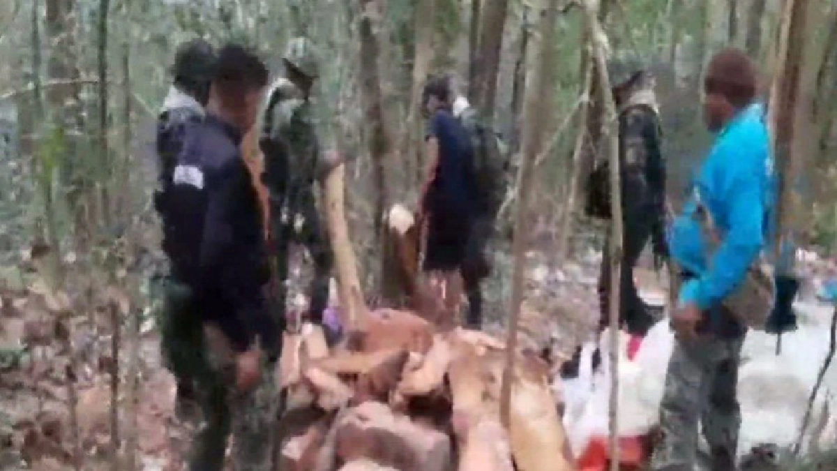 จับกุมต่างด้าวตั้งแค้มป์ตัดไม้พะยูงในป่าไทย