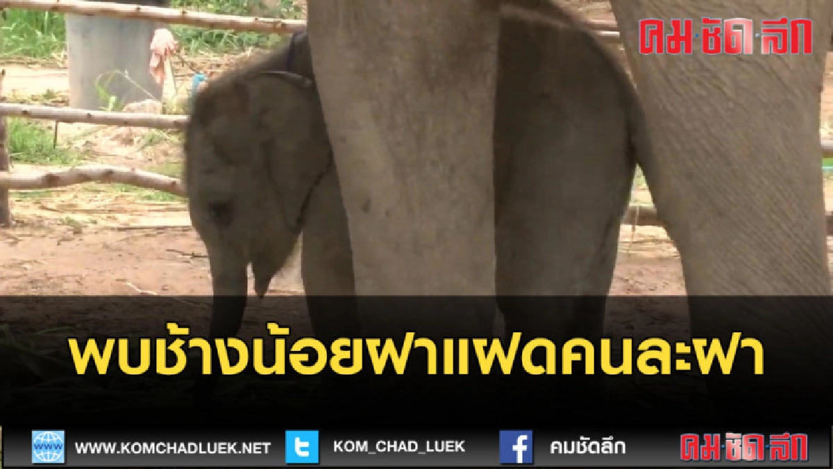 (คลิปข่าว) พบช้างน้อยฝาแฝดคนละฝา (คลิปข่าว) พบช้างน้อยฝาแฝดคนละฝา