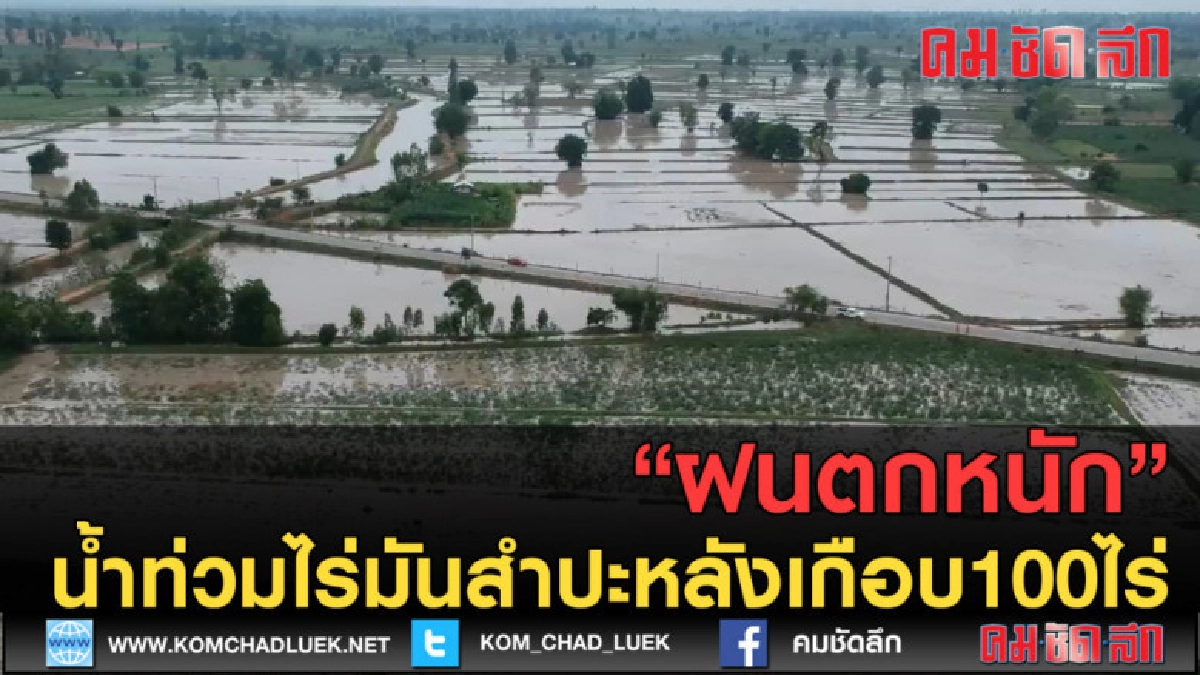 (คลิปข่าว) ฝนตกน้ำท่วมขังไร่มันสำปะหลังเกือบ100ไร่
