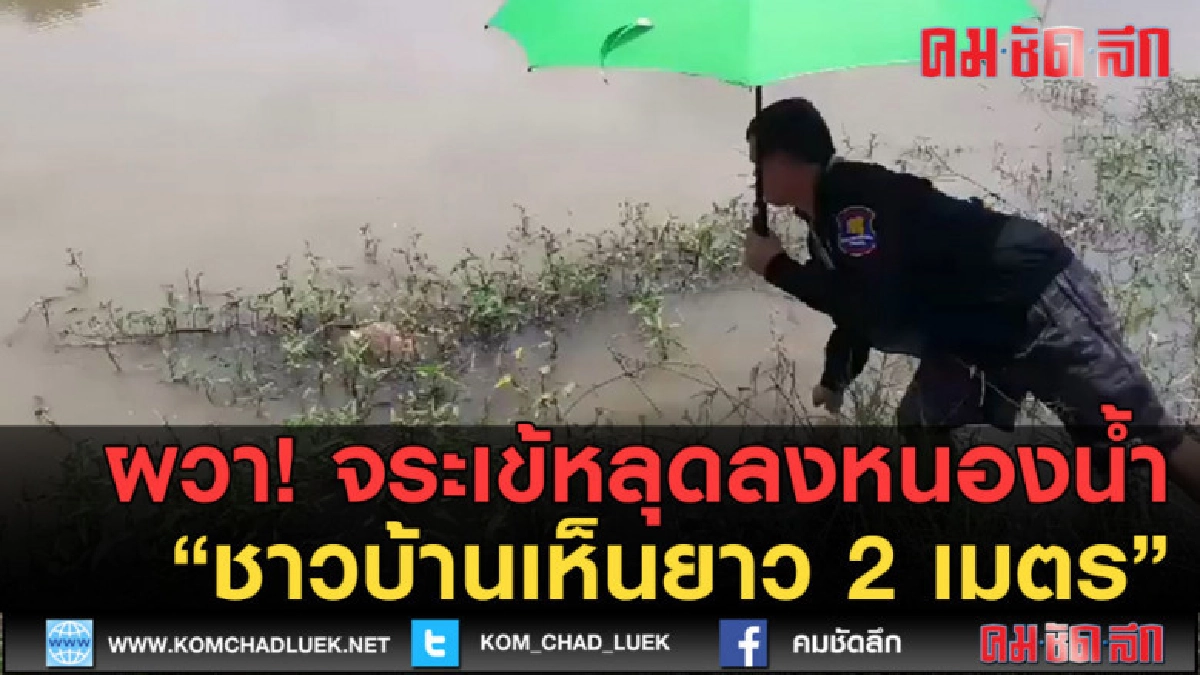 (คลิปข่าว) ผวาจระเข้หลุดลงหนองน้ำชาวบ้านเห็นยาว 2 เมตร (คลิปข่าว) ผวาจระเข้หลุดลงหนองน้ำชาวบ้านเห็นยาว 2 เมตร