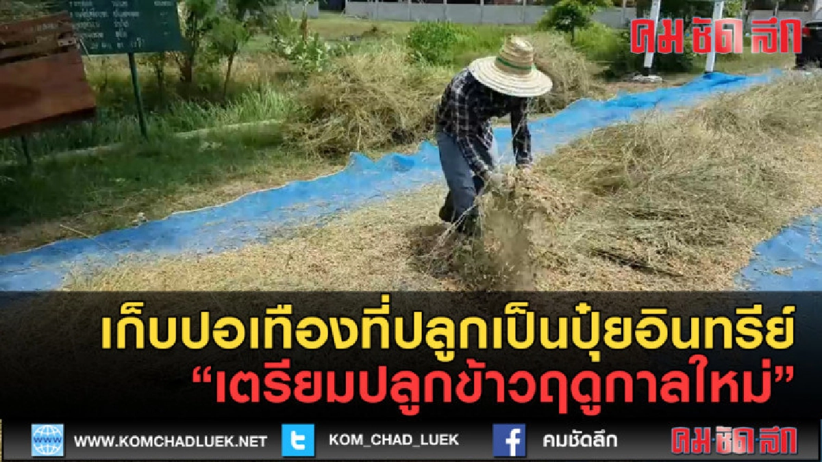 (คลิปข่าว) เก็บปอเทือง เตรียมปลูกข้าวฤดูกาลใหม่