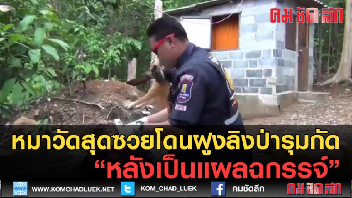 (คลิปข่าว) หมาวัดสุดซวยโดนฝูงลิงป่ารุมกัดหลังเป็นแผลฉกรรจ์ (คลิปข่าว) หมาวัดสุดซวยโดนฝูงลิงป่ารุมกัดหลังเป็นแผลฉกรรจ์