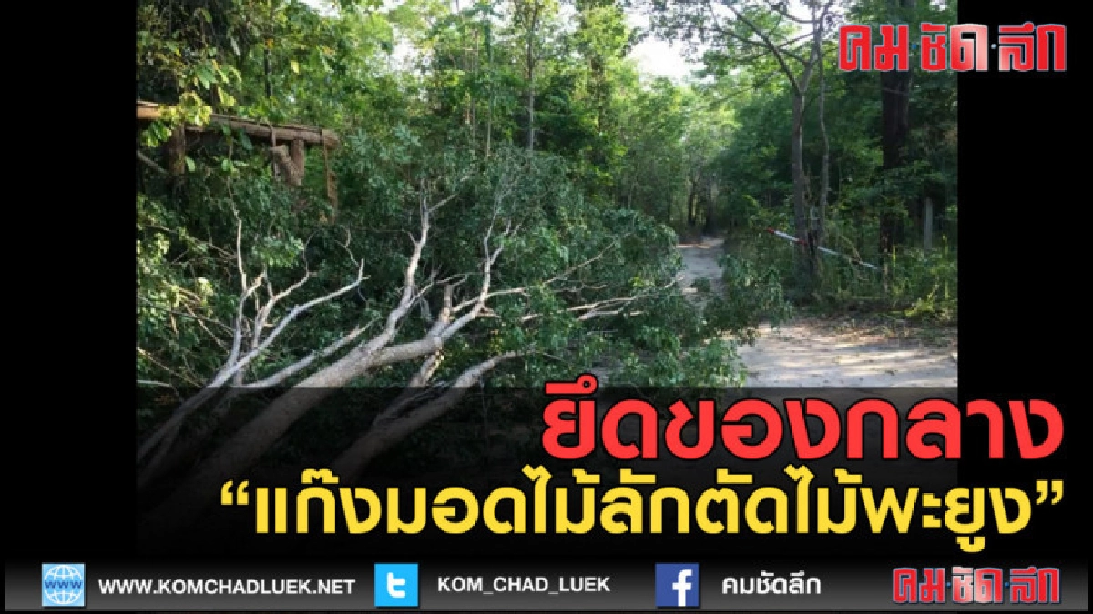 (คลิปข่าว) จนท.ตามยึดของกลางแก๊งมอดไม้ลักตัดไม้พะยูง