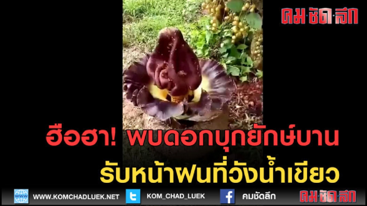 (คลิปข่าว) ฮือฮา! พบดอกบุกยักษ์บานรับหน้าฝน