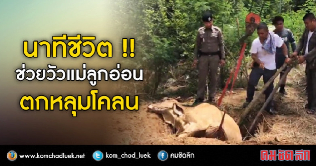 นาทีชีวิต !! ช่วยวัวแม่ลูกอ่อนตกหลุมโคลน นาทีชีวิต !! ช่วยวัวแม่ลูกอ่อนตกหลุมโคลน
